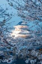 日韩av免费在线-日韩AV免费在线，网络迷雾中的灰色地带